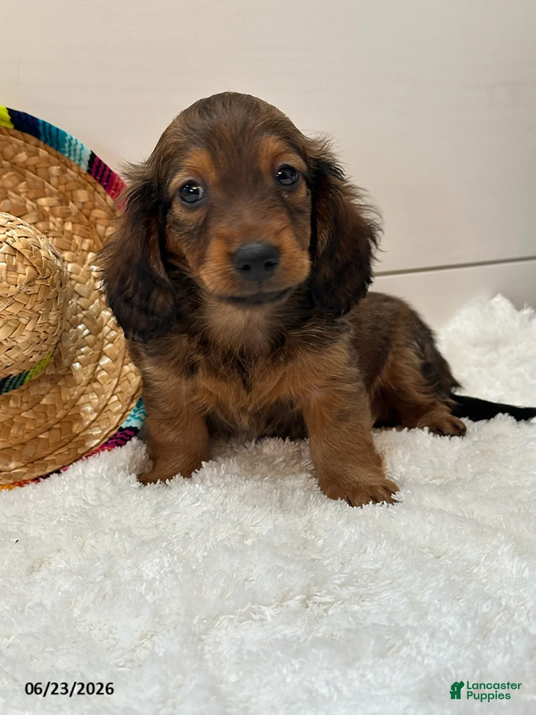 Miniature Dachshund dogs for sale: Tucker - Ad 1