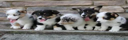 Welsh Corgi Pembroke dogs for sale: Daisy - Ad 8