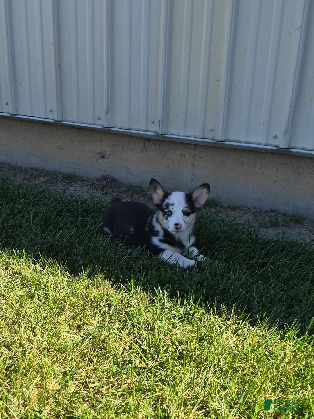 Welsh Corgi Pembroke dogs for sale: Sadie - Ad 1