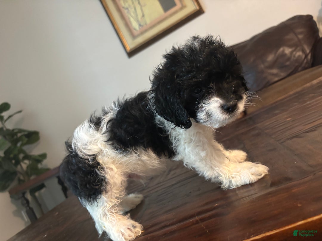 Cockapoo dogs for sale: Cockapoo Puppy 1 - Ad 2