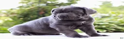 Cane Corso dogs for sale: Smokey  - Ad 2
