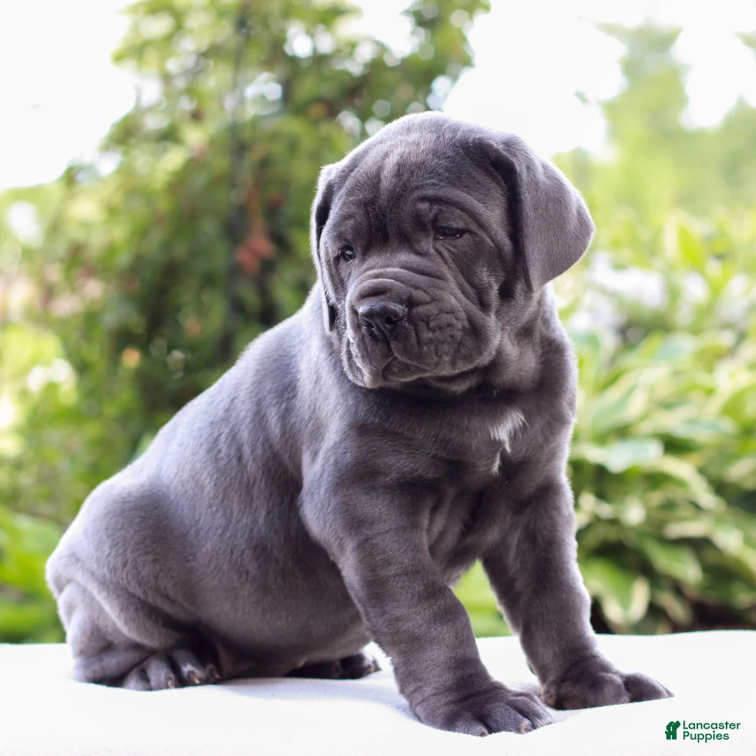 Cane Corso dogs for sale: Smokey  - Ad 2
