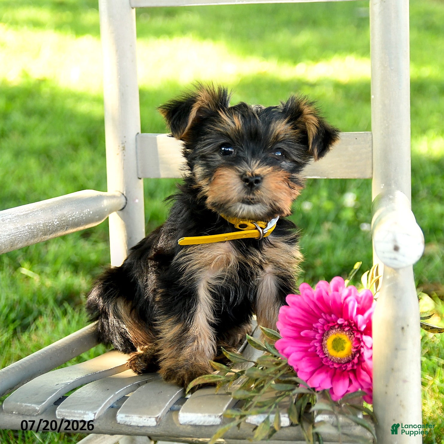 Yorkshire Terrier dogs Maxwell - Ad 1