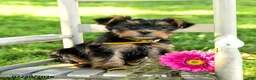 Yorkshire Terrier dogs for sale: Maxwell - Ad 1