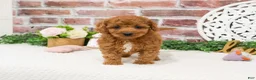Cavapoo dogs for sale: Matilda  - Ad 3