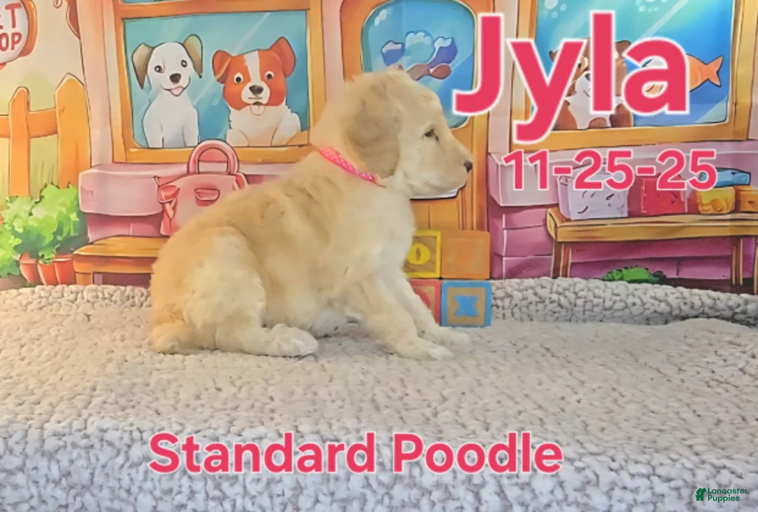 Standard Poodle dogs for sale: Jyla - Ad 3