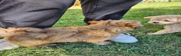 Havapoo dogs for sale: Jordie - Ad 10
