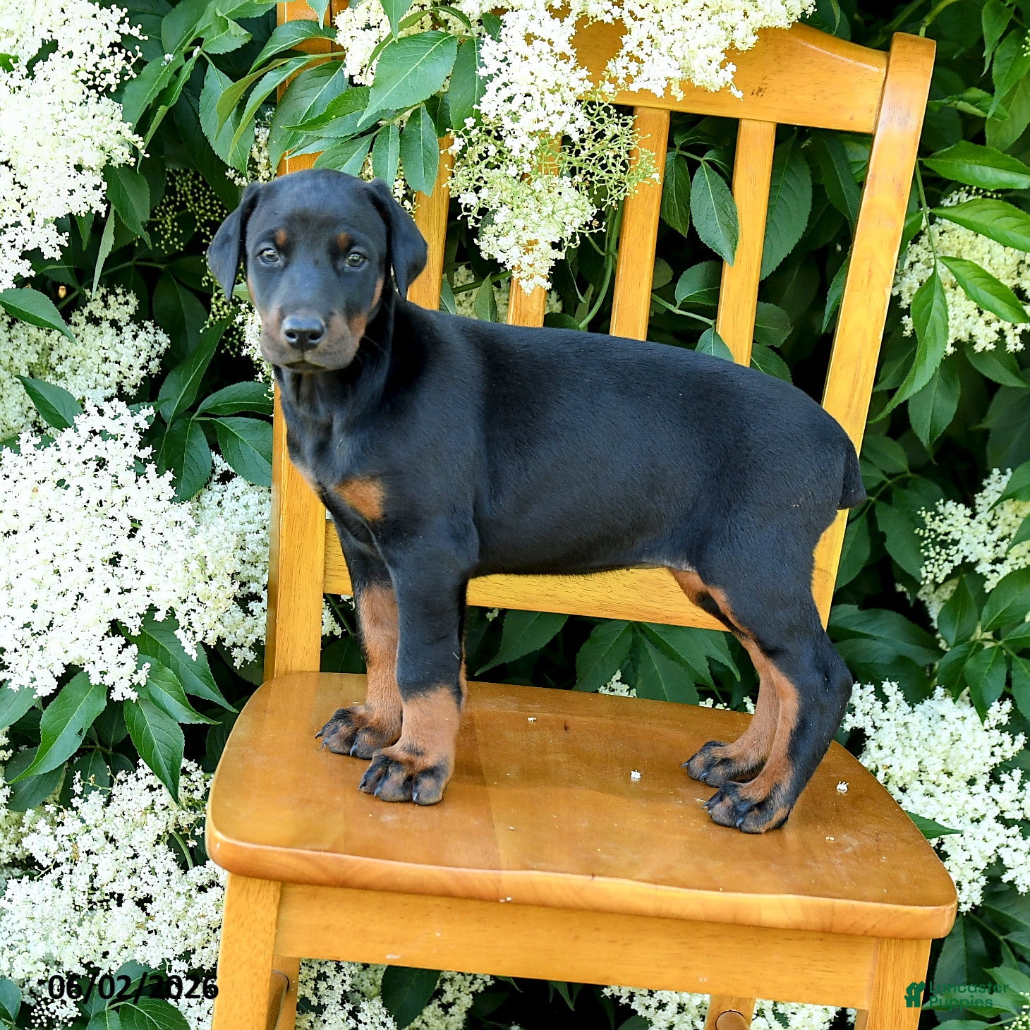 Doberman Pinscher dogs Layla - Ad 1