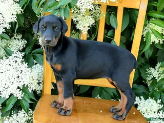 Doberman Pinscher dogs for sale: Layla - Ad 2
