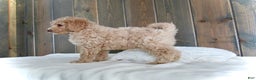 Mini Goldendoodle dogs for sale: Rusty - Ad 12