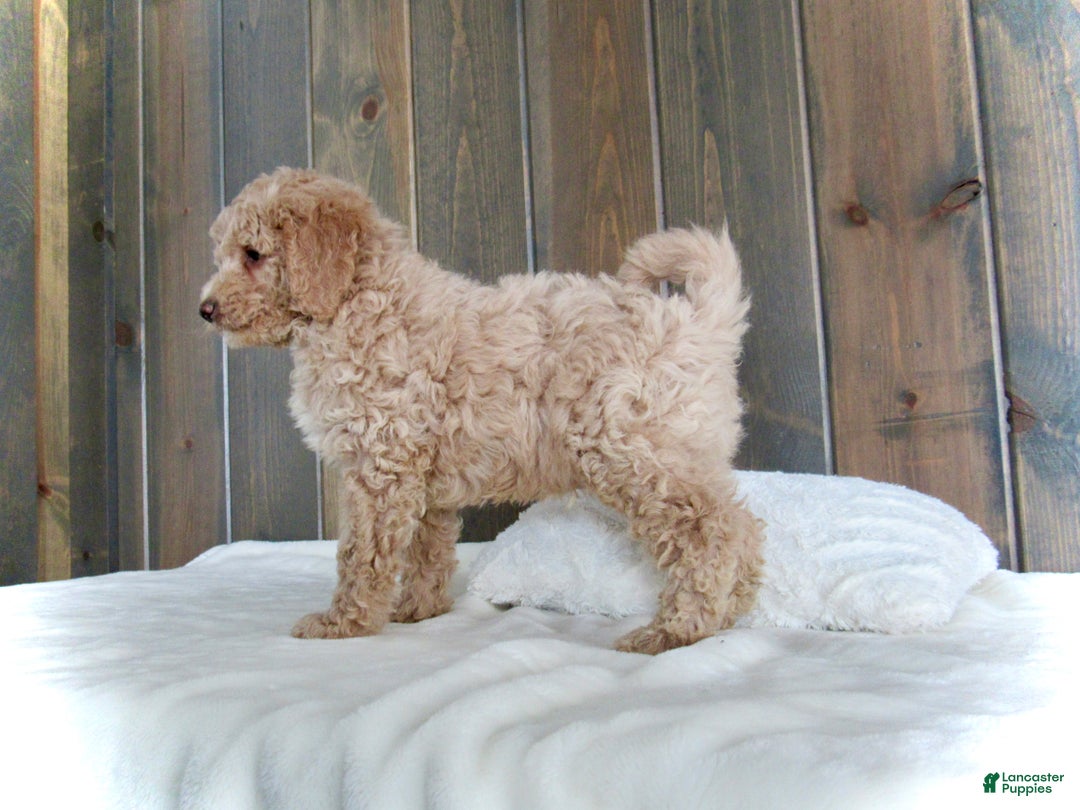 Mini Goldendoodle dogs for sale: Rusty - Ad 12