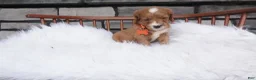 Cavapoo dogs for sale: Oscar  - Ad 7