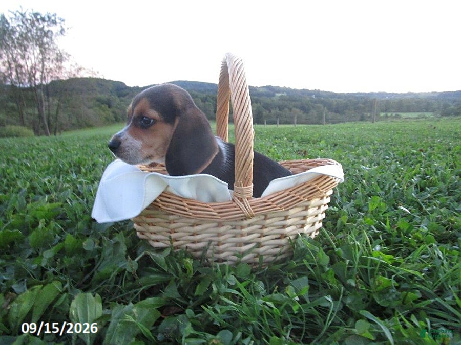 Beagle dogs Pansy - Ad 18