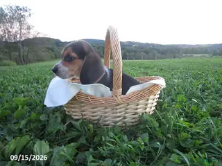 Beagle dogs Pansy - Ad 18