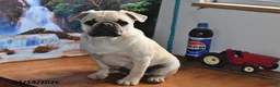 Pug dogs for sale: Billy - Ad 3