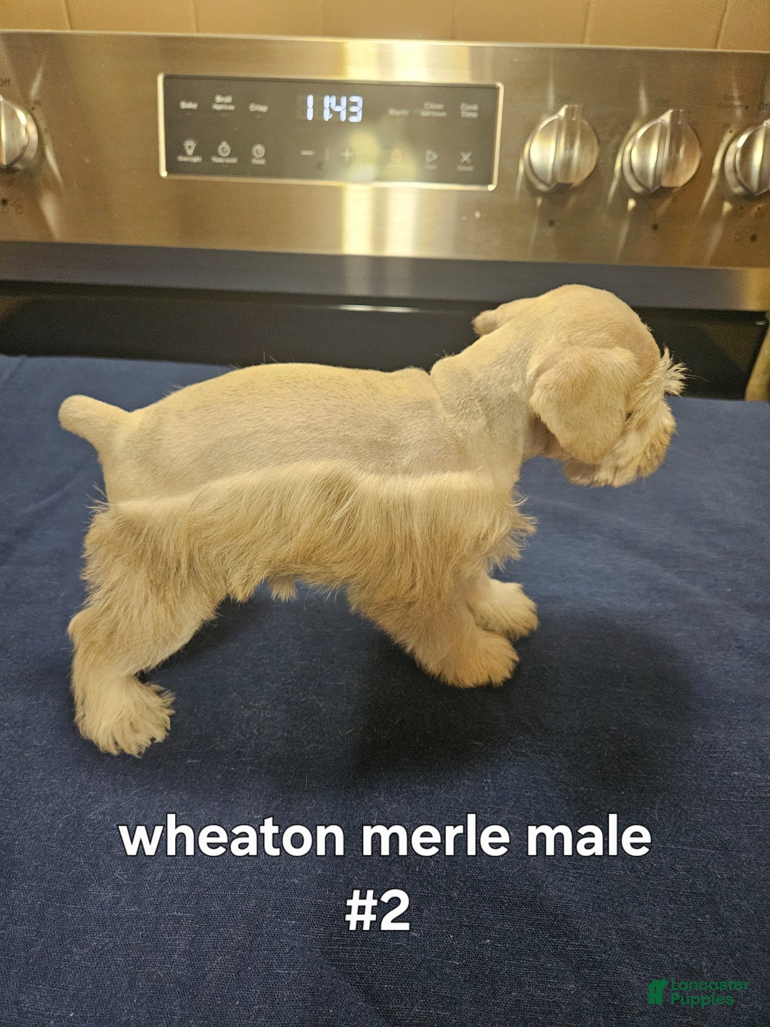 Miniature Schnauzer dogs for sale: Wheaton male #2 2 hazel eyes  - Ad 2