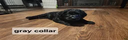 Labradoodle dogs for sale: Labradoodle gray collar - Ad 7