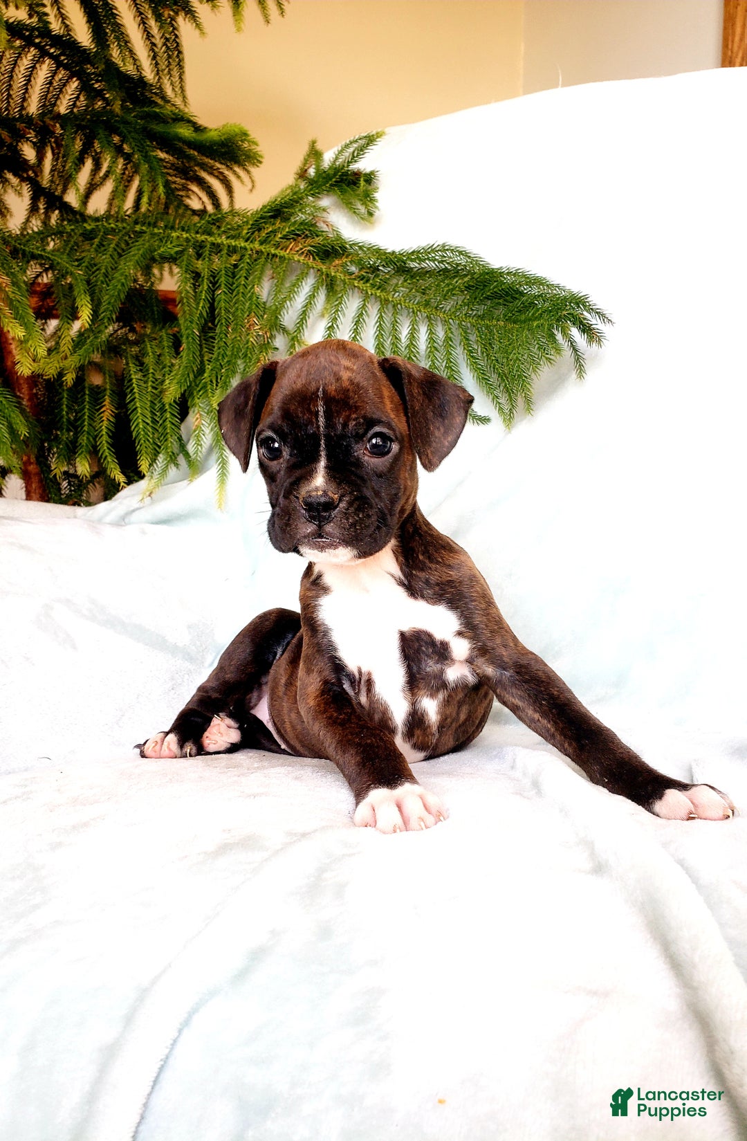 Boxer dogs for sale: Mocha - Ad 2