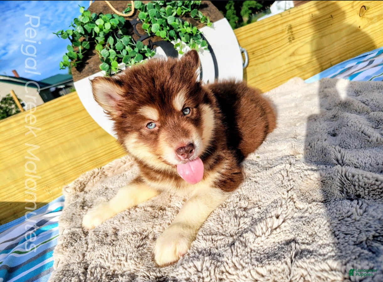 Alaskan Malamute dogs Primrose - Ad 3
