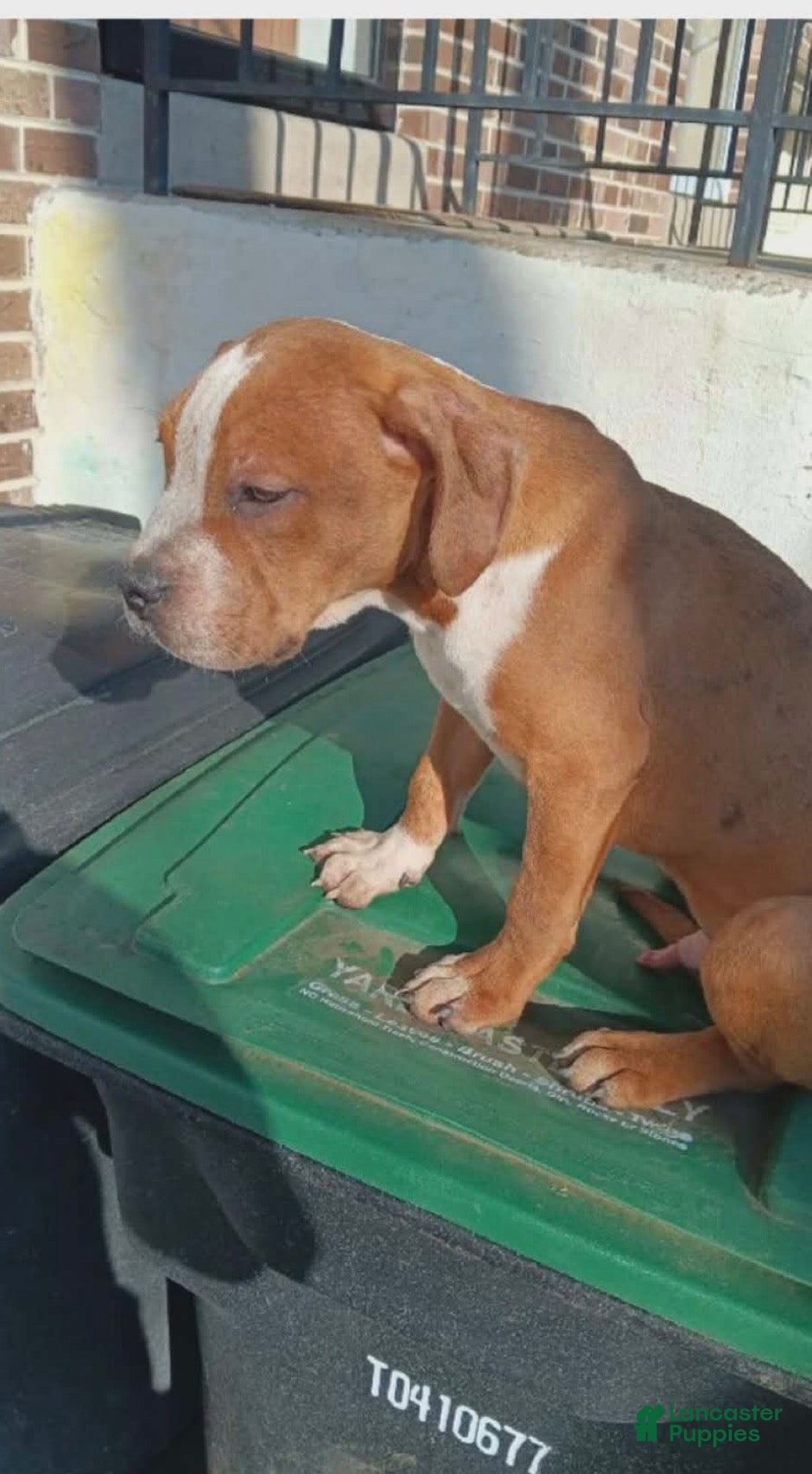 American Pit Bull Terrier dogs American Pit Bull Terrier Puppy 4 - Ad 7