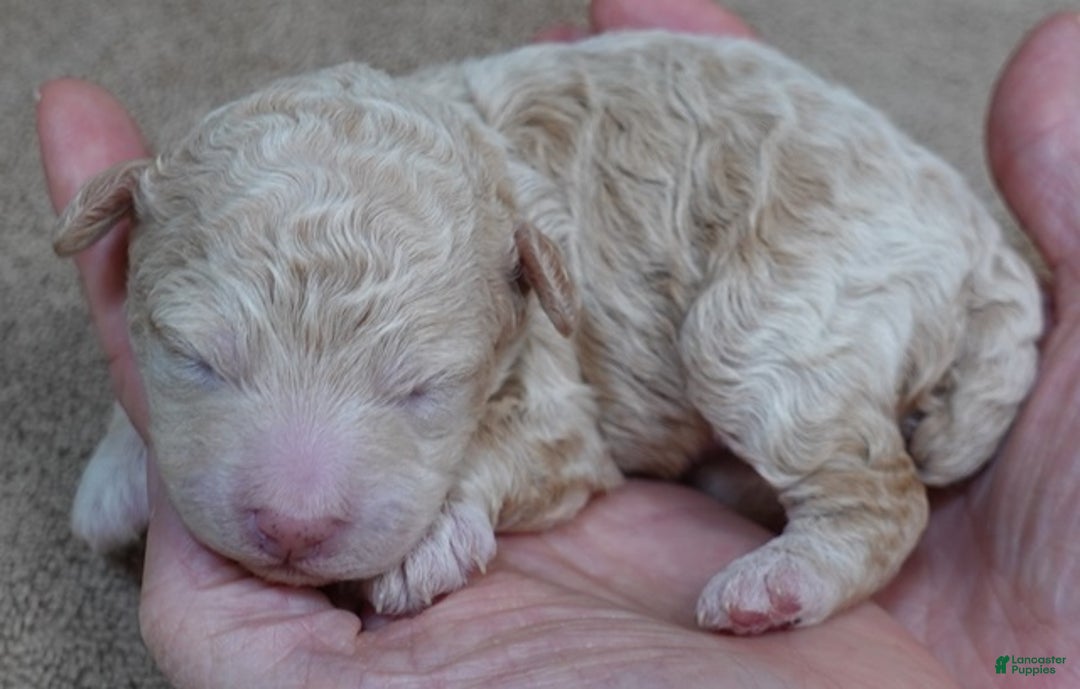 Toy Poodle dogs for sale: Toy Poodle Puppy 1 - Ad 6