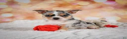 Chihuahua dogs for sale: Beatrix - Ad 5