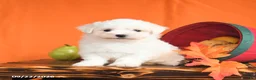 Maltese dogs for sale: Oliver - Ad 4
