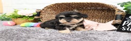 Miniature Schnauzer dogs for sale: Isabella - Ad 1