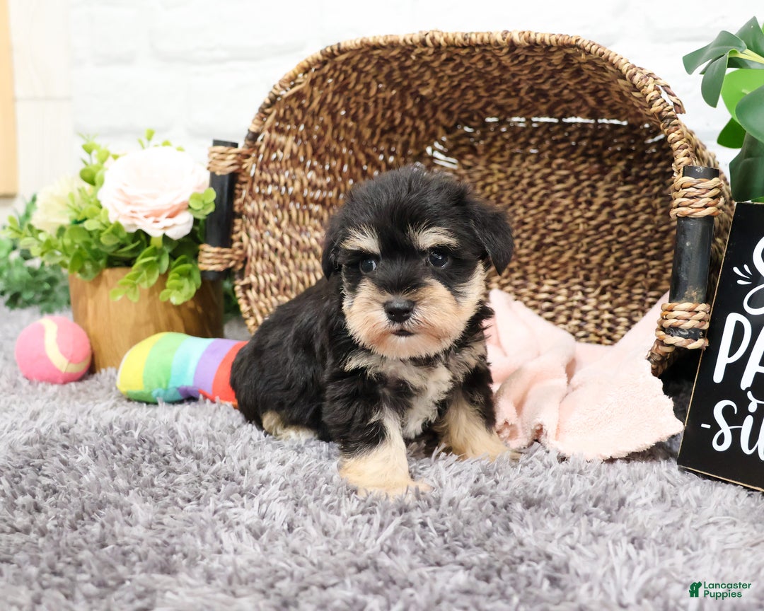 Miniature Schnauzer dogs for sale: Isabella - Ad 1