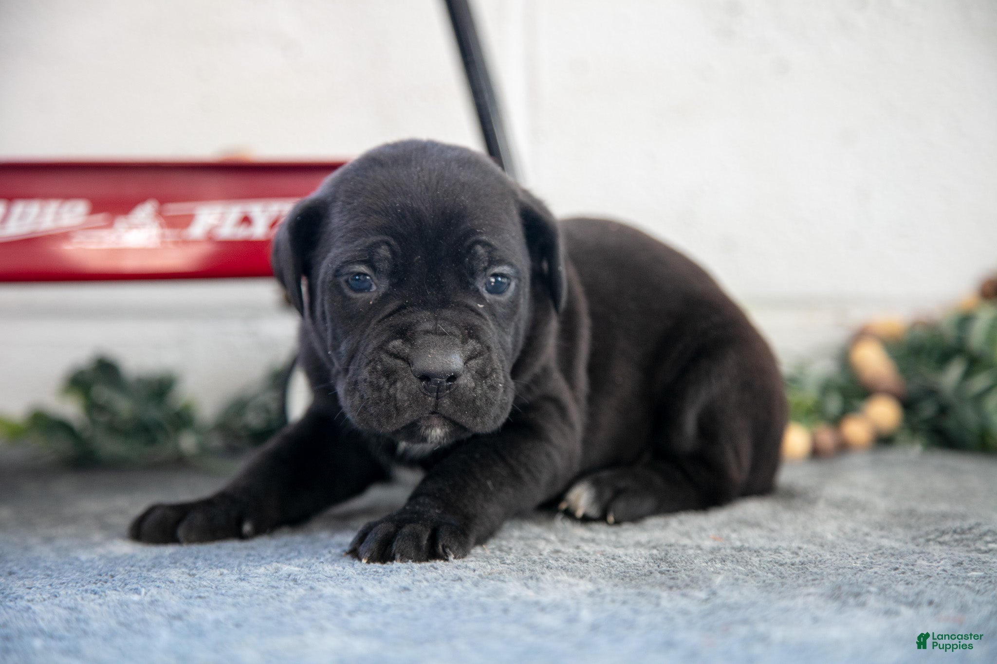 Cane Corso dogs Silas - Ad 2