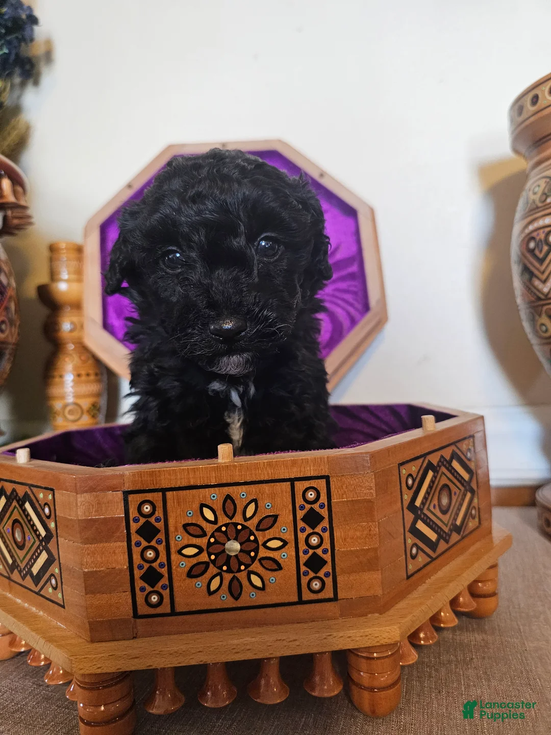 Mini Goldendoodle dogs for sale: Mulberry. - Ad 4