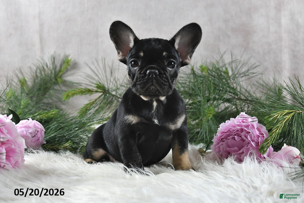 French Bulldog dogs Holly - Ad 1