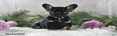 Holly