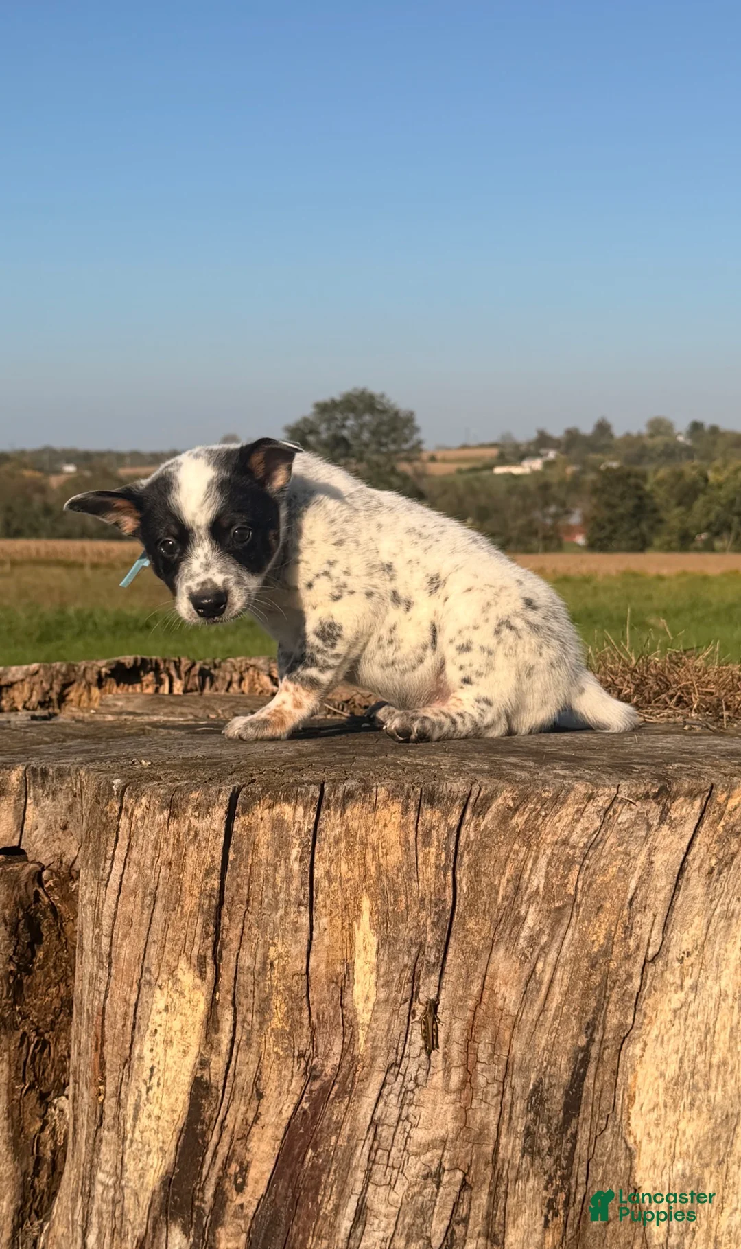 Australian Cattle Dog dogs for sale: Rooster - Ad 4