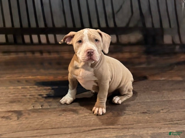 American Bully dogs Tourq - Ad 2