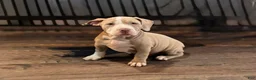 American Bully dogs for sale: Tourq - Ad 2
