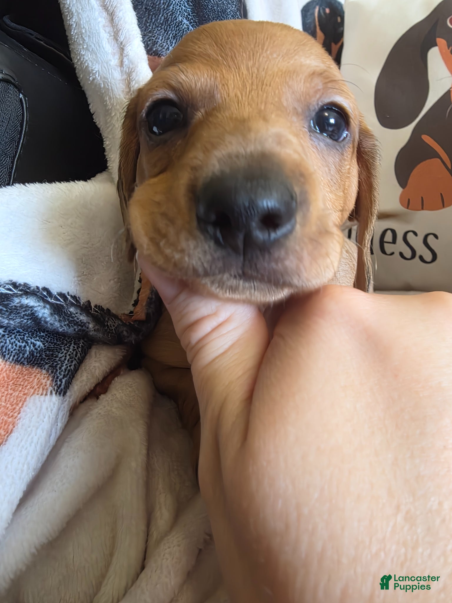 Miniature Dachshund dogs for sale: Danny - Ad 4