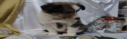 Shetland Sheepdog dogs for sale: Holly - Ad 12