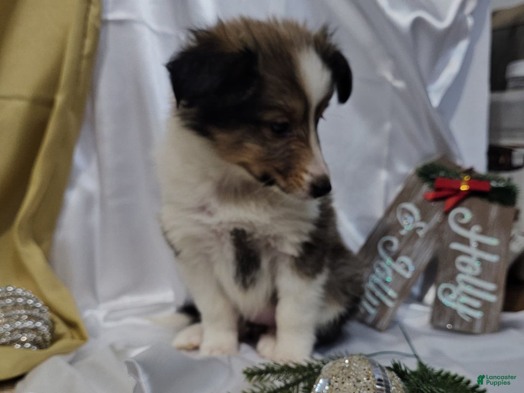 Shetland Sheepdog dogs for sale: Holly - Ad 12