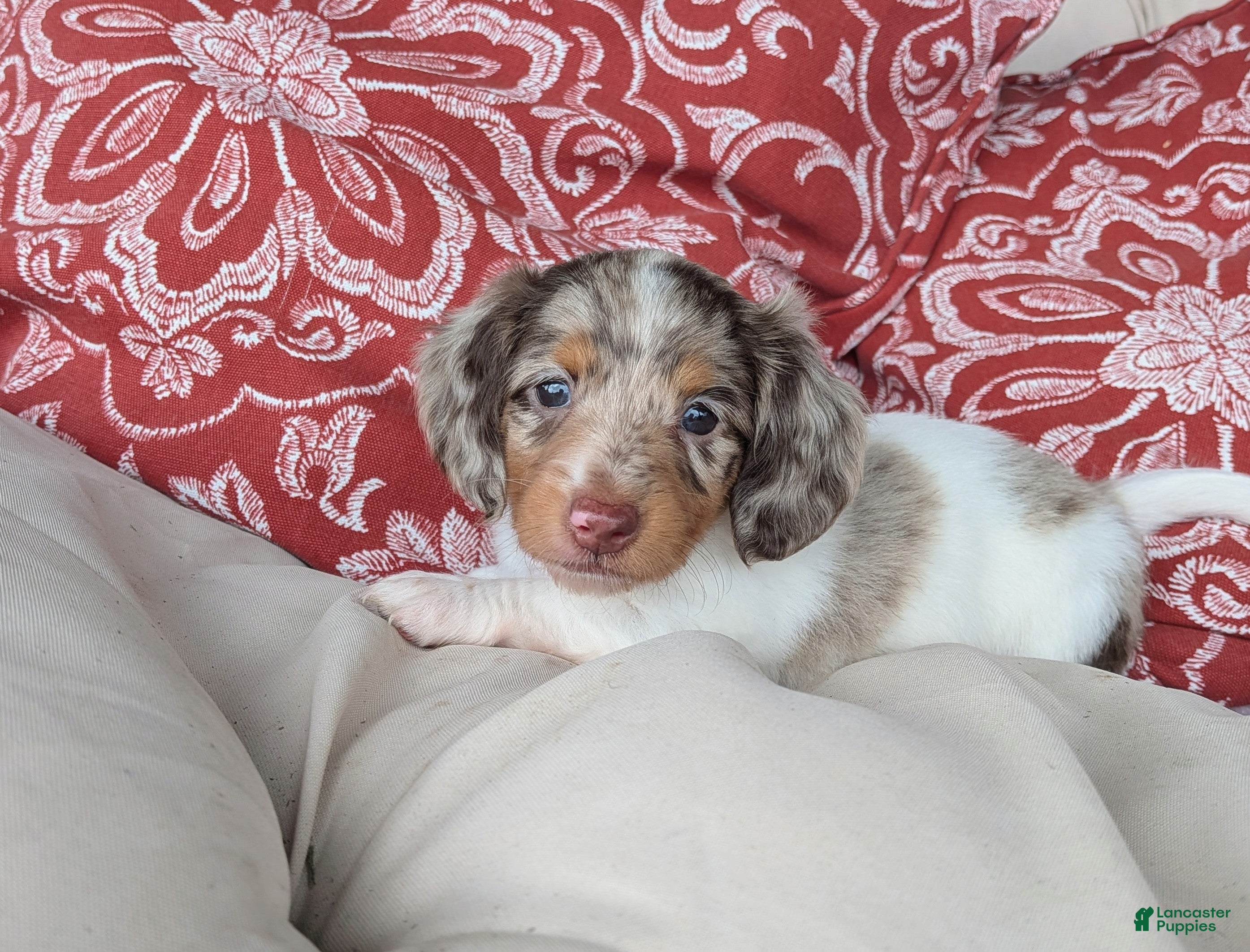 Miniature Dachshund dogs Miniature Dachshund 5 - Ad 1