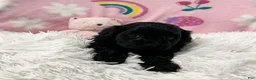 Cavapoo dogs for sale: Sweetheart - Ad 10