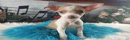 Chihuahua dogs for sale: Male teacup chihuahua.  Hand Delivery  - Ad 11