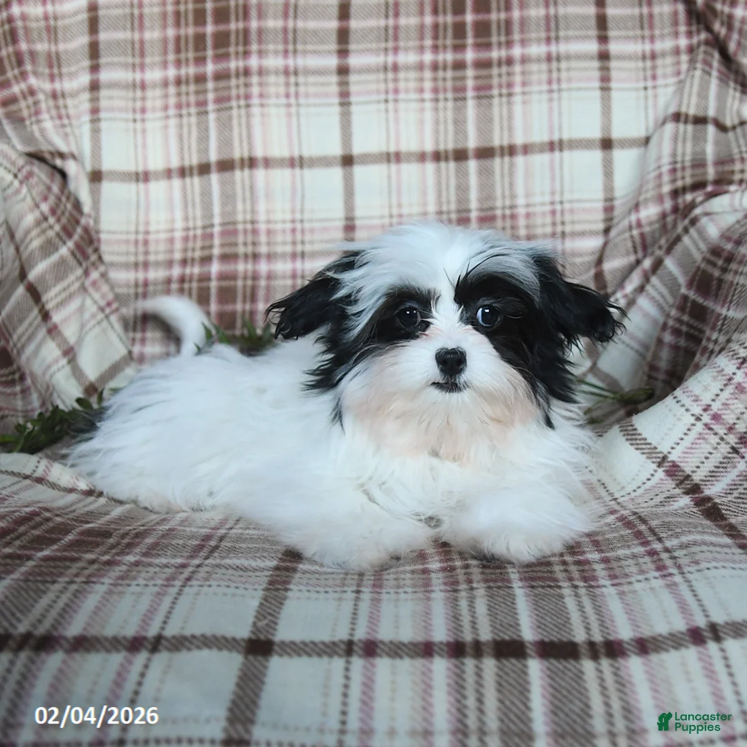 Malshi dogs for sale: Ivy - Ad 4