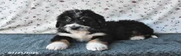 Bernedoodle dogs for sale: Boomer - Ad 10