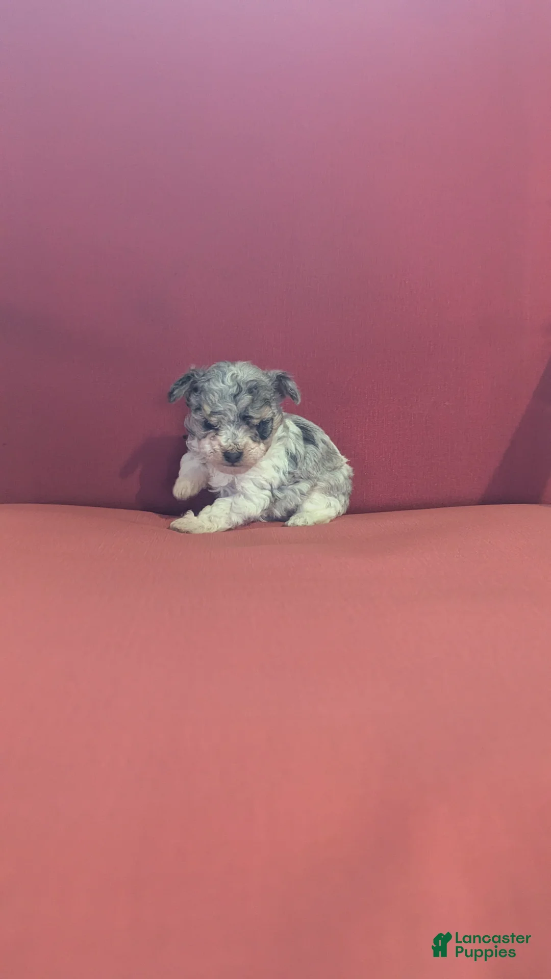 Toy Poodle dogs for sale: Benji  - Ad 2