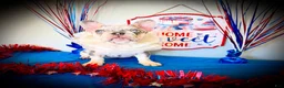 French Bulldog dogs for sale: Stormi  - Ad 1