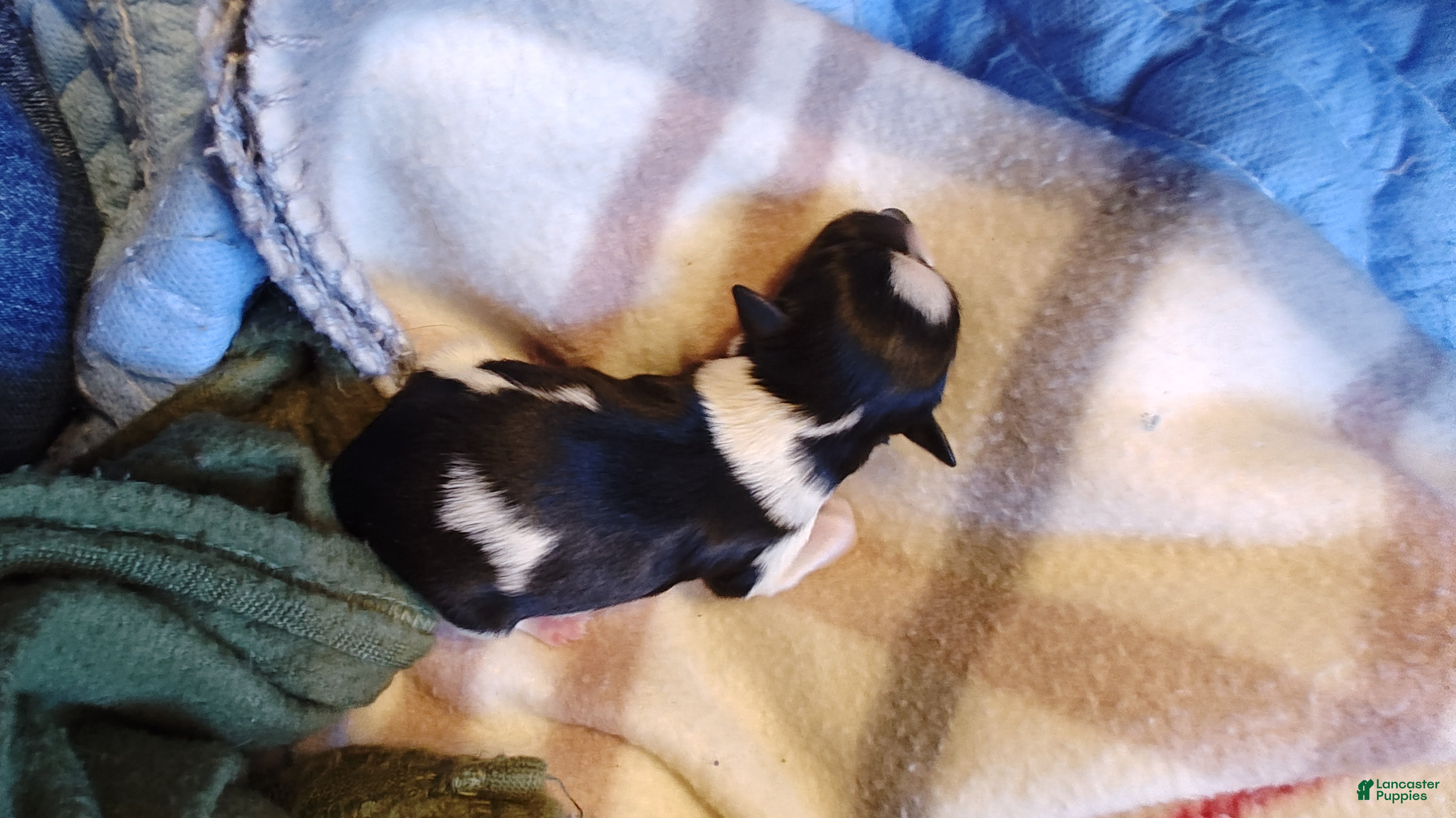 Miniature Schnauzer dogs Miniature Schnauzer Boy 2 - Ad 32