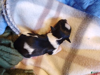 Miniature Schnauzer dogs Miniature Schnauzer Boy 2 - Ad 42