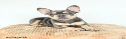 French Bulldog dogs for sale: Valentine - Ad 4
