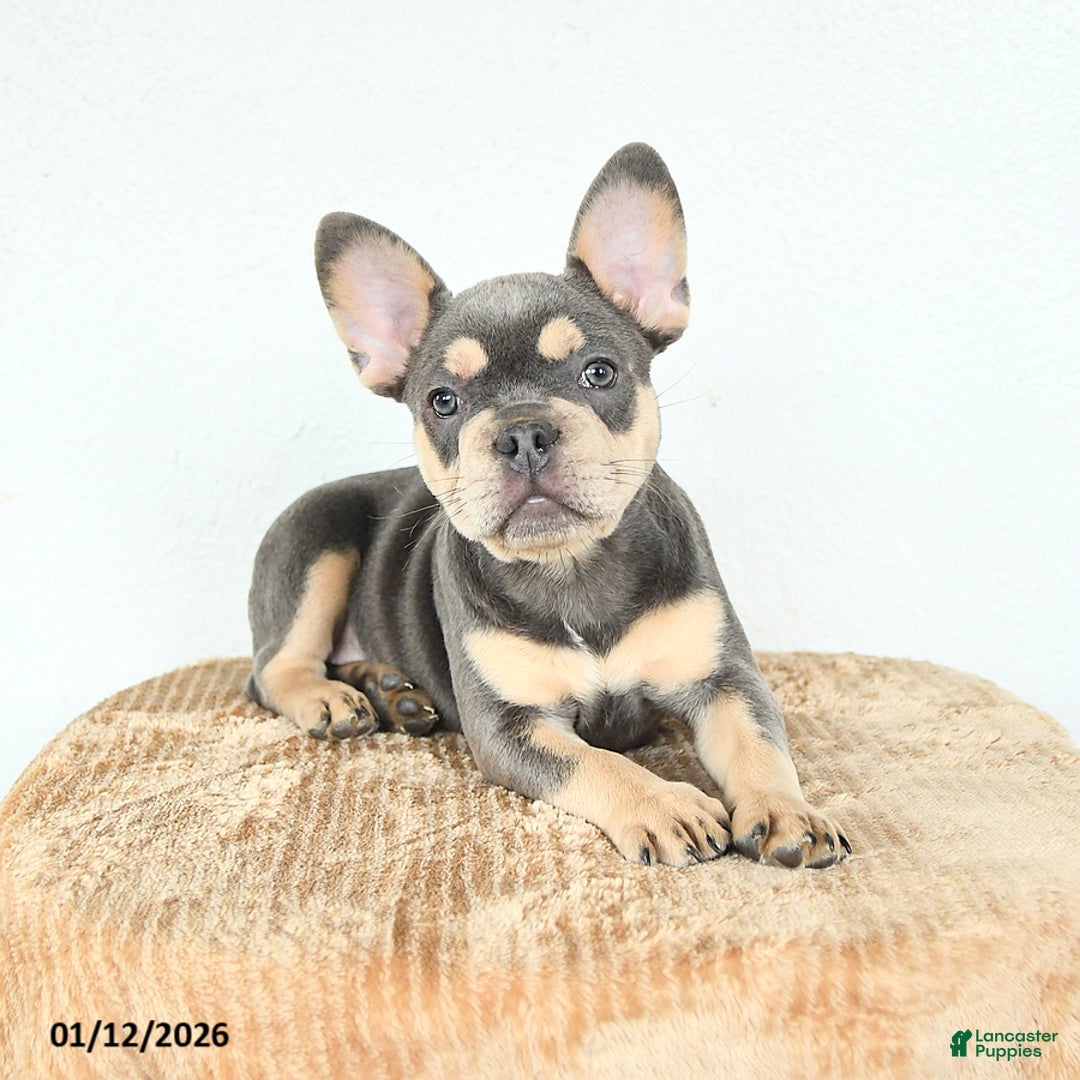 French Bulldog dogs for sale: Valentine - Ad 4